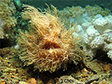 Anilao Frogfish 20