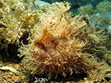 Anilao Frogfish 21