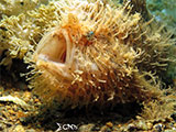 Anilao Frogfish 22