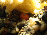 Anilao Goby 15