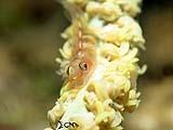 Anilao Goby 7