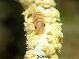 Anilao Goby 8