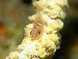 Anilao Goby 9