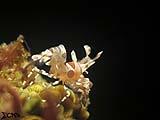 Anilao Harlequin Shrimp