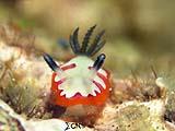 Anilao Nudibranch 1