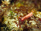 Anilao Nudibranch 109