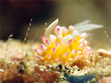 Anilao Nudibranch 111