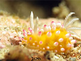 Anilao Nudibranch 112