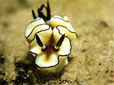 Anilao Nudibranch 115