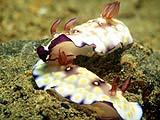 Anilao Nudibranch 27