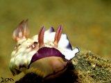 Anilao Nudibranch 29