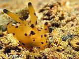 Anilao Nudibranch 35