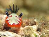 Anilao Nudibranch 42