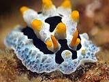 Anilao Nudibranch 45