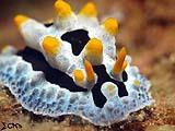 Anilao Nudibranch 46