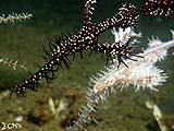 Anilao Ornate Ghost Pipefish 3