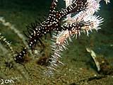 Anilao Ornate Ghost Pipefish 5