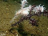 Anilao Ornate Ghost Pipefish 6