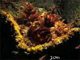 Anilao Scorpion Fish 2