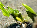 Anilao Sea Slug with Eggs