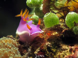 Anilao Nudibranch 142