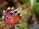 Anilao Flabellina 26