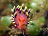 Anilao Flabellina 27