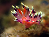 Anilao Flabellina 31