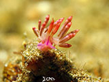 Anilao Flabellina 36