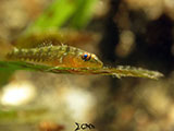 Anilao Goby 17