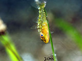 Anilao Goby 19