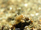 Anilao Mini Sea Hare 2