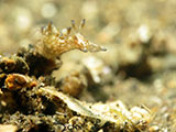 Anilao Mini Sea Hare 5