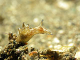 Anilao Mini Sea Hare 9