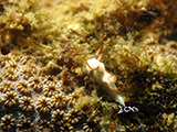 Anilao Nudibranch 146