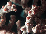 Anilao Pygmy Seahorse 7