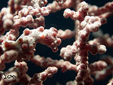 Anilao Pygmy Seahorse 8