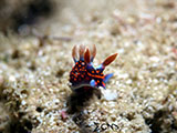 Davao Nudibranch 1