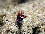 Davao Nudibranch 2