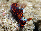 Davao Nudibranch 3