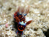 Davao Nudibranch 4