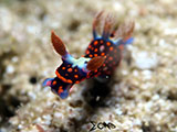 Davao Nudibranch 5