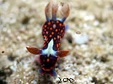 Davao Nudibranch 6