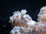 Davao Nudibranch 7