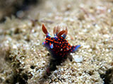 Davao Nudibranch