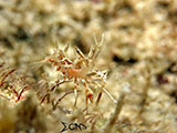 Davao Tiger Shrimp 2