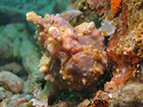 Davao Frogfish