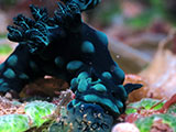 Davao Nudibranch 12