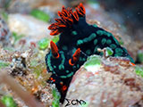 Davao Nudibranch 14