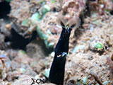 Davao Ribbon Eel